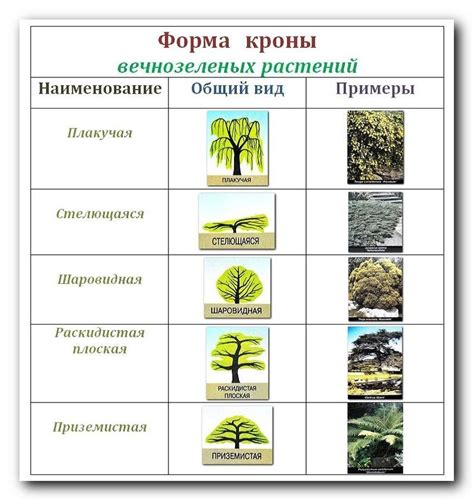 Полезные экологические свойства перегноя