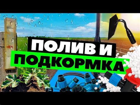 Полив и подкормка: