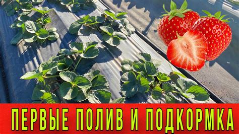 Полив и подкормка грядки