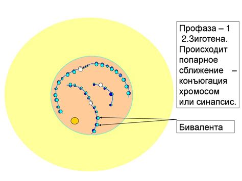 Полиплоидия в растениях