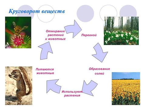 Полное отмирание растения