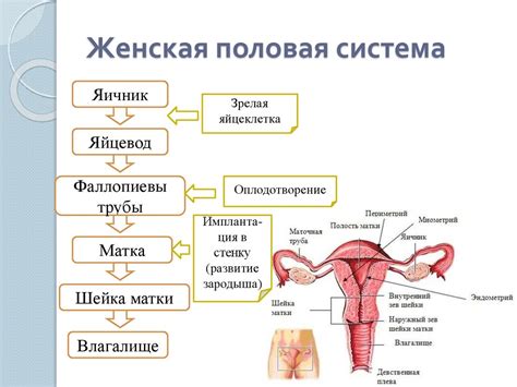 Половая система