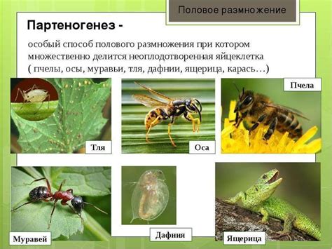 Половое раздражение у птиц