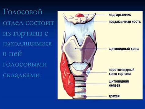 Положение гортани в организме человека