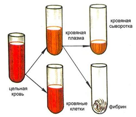 Получение готовой сыворотки