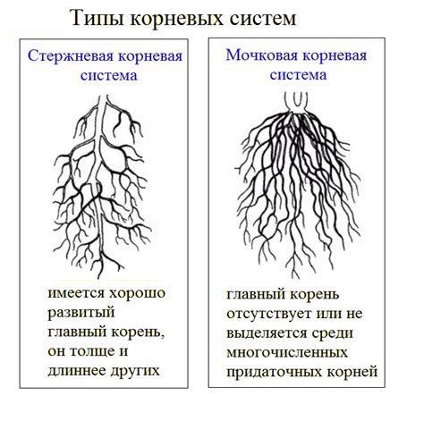 Получение корневых прав