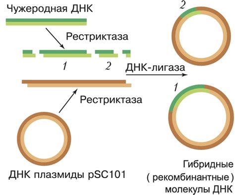 Получение профиля ДНК