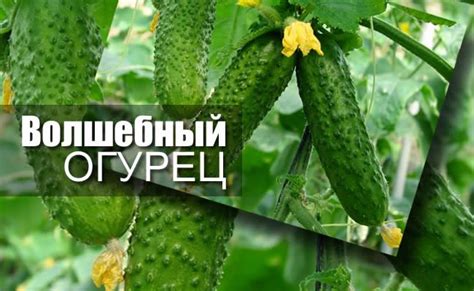 Польза и важность закрученных огурцов