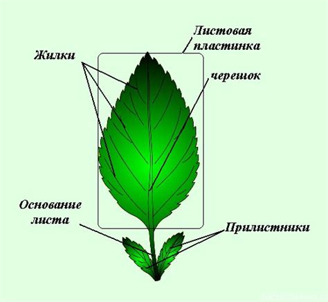 Польза и состав листа нори