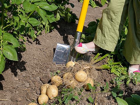 Польза от окучивания картошки