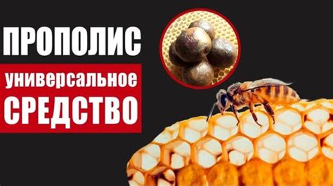 Польза прополиса для голоса: факты и рекомендации