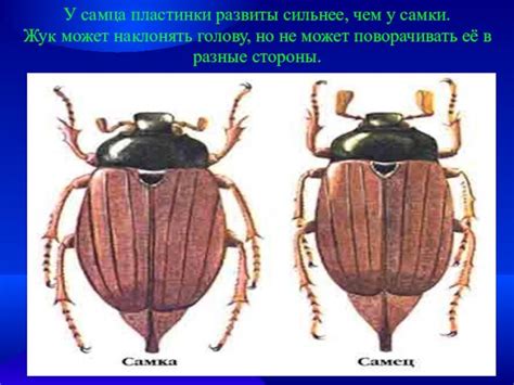 Пол майского жука и его влияние на поведение