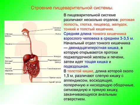 Помидоры и пищеварительная система