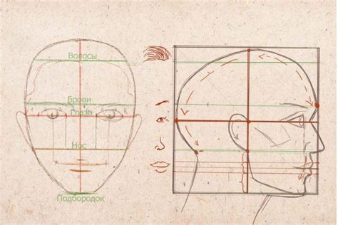 Понимание анатомии и пропорций лица
