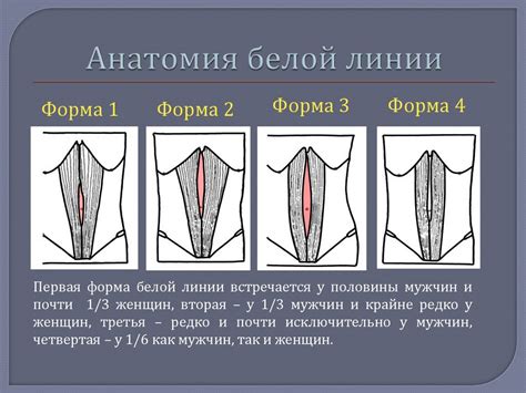 Понимание белой линии живота