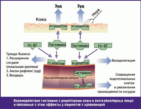 Понимание избыточного гистамина