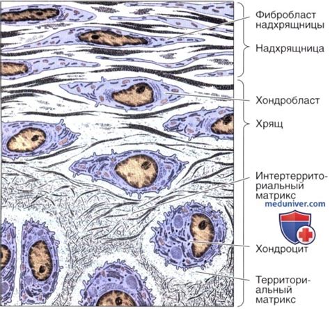 Понимание структуры и функции хрящевой ткани