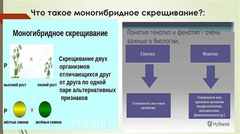 Понятие аллели и их роль в наследовании