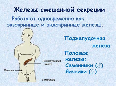 Понятие и сущность желез смешанной секреции