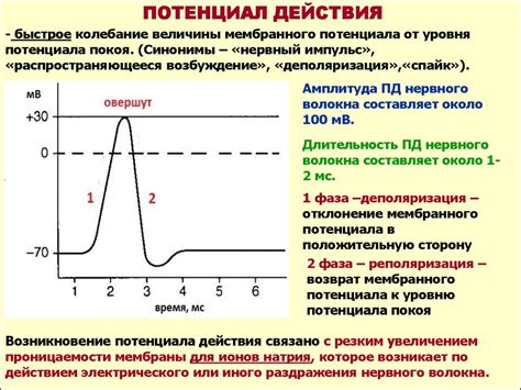 Понятие и сущность зоны покоя