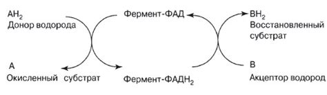 Понятие нада и надф в биологии