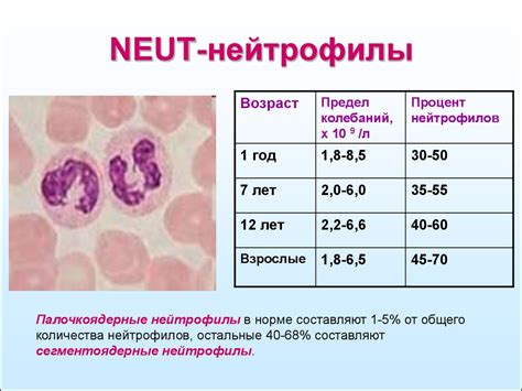 Понятие нейтрофилов в крови у ребенка