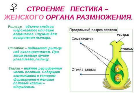 Понятие семенного размножения