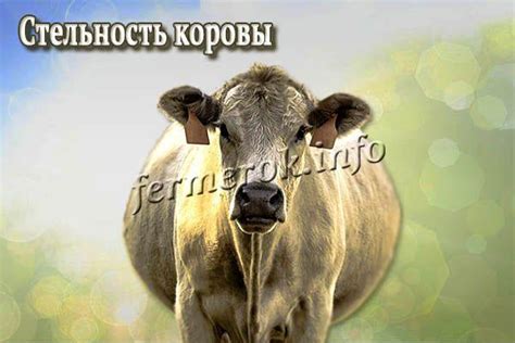 Понятие стельности коровы