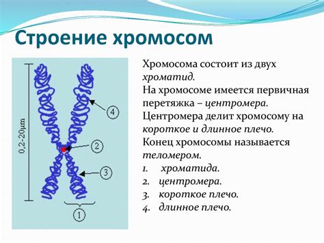 Понятие хромосом и их значение