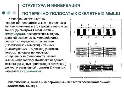 Поперечно полосатая структура