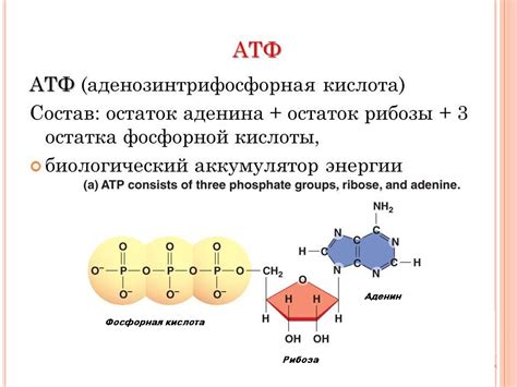 Пополнение уровня АТФ