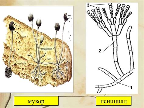 Популярные виды грибов мукор и пеницилла