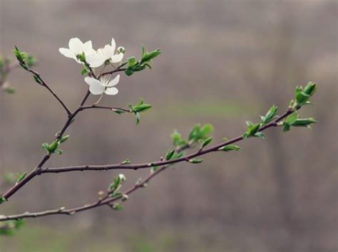 Порезать вишню