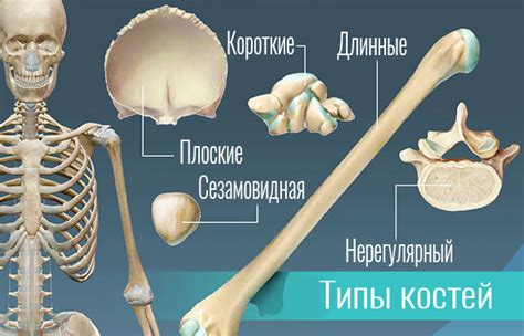 Пористая кость