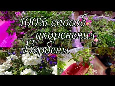 Посадка вербены: лучший способ