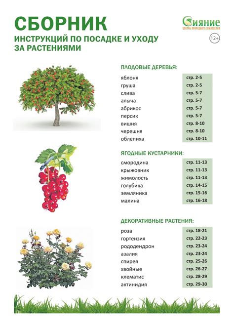 Посадка и уход за растениями