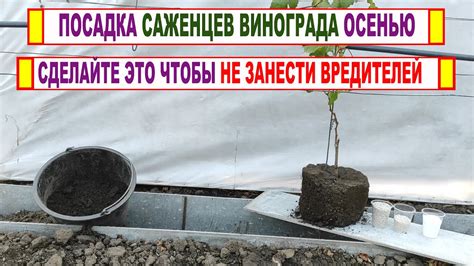 Посадка саженцев на постоянное место