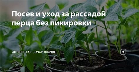 Посев и уход за рассадой