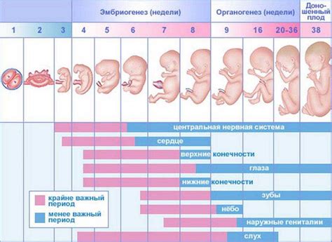 Последствия и осложнения для плода и матери