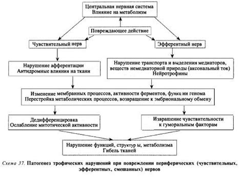 Последствия нарушения трофической функции