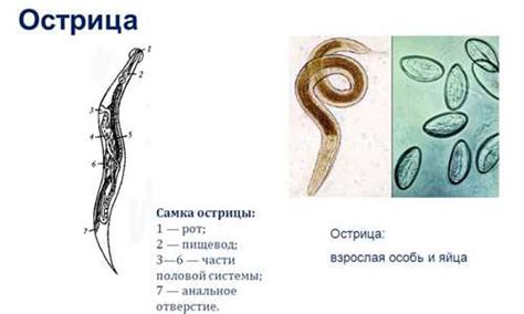 Последствия отсутствия лечения ложной хорды ЛЖ