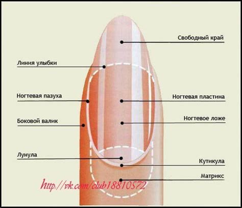 Последствия от перепиливания точки роста ногтя