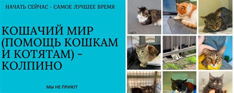 Последующее наблюдение и помощь кошкам во время привыкания