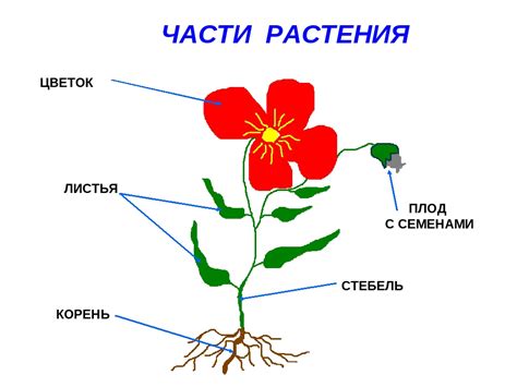 Постановка основных линий цветка