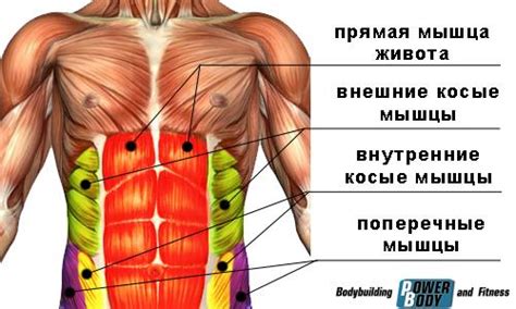 Постепенное сжатие мышц живота