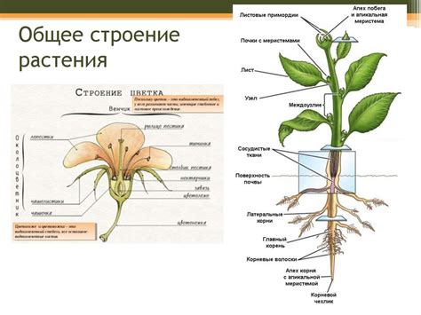 Постепенное увядание растения