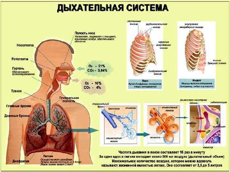 Постоянно упражняйтесь и разбавьте дыхание