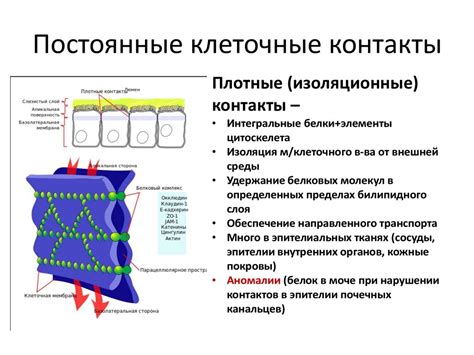 Постоянные контакты