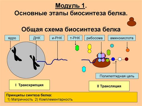 Построение белка в треке: основные этапы