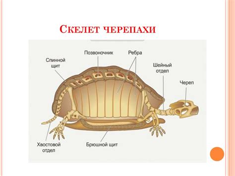 Построение головы черепахи